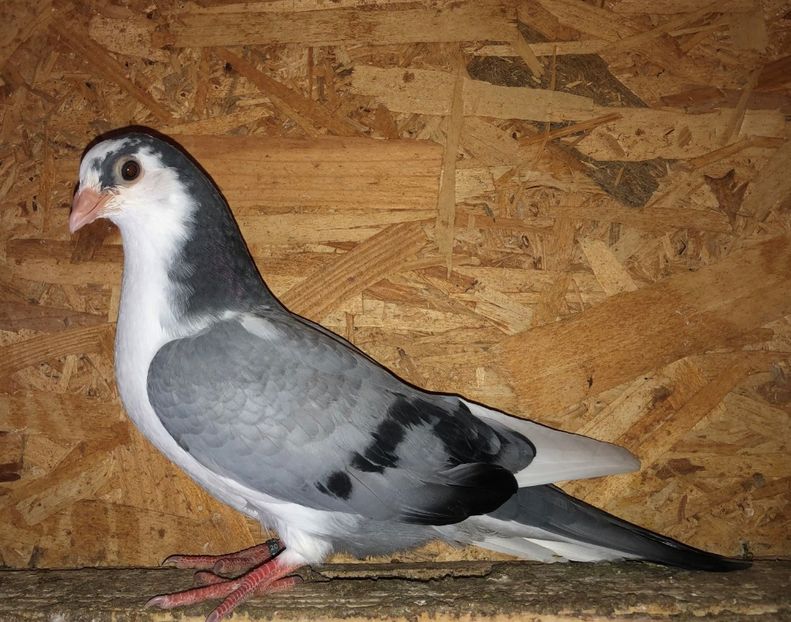 23083  mascul  2020_1 - tineret 2020