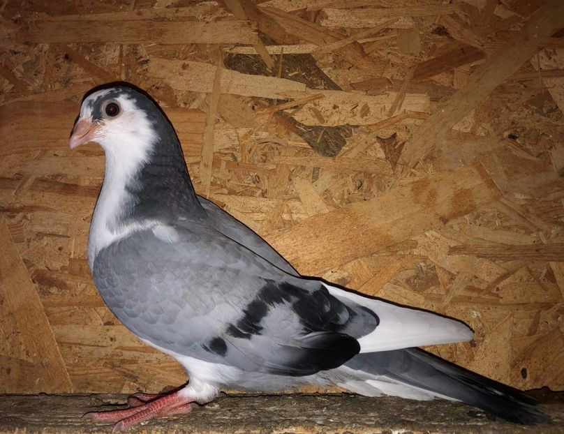 23083  mascul  2020_3 - tineret 2020