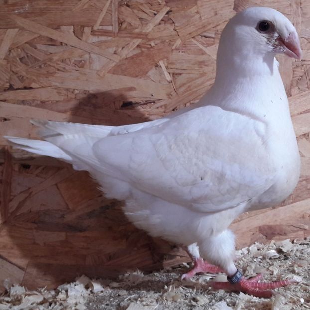  - 3---AGH DAȚI 2019 - 2025