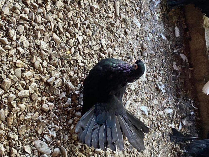 4A5746AE-E000-4419-AD56-B16AF388FB0E - Negri turci