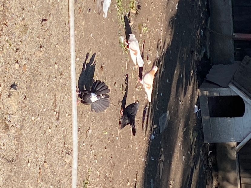 D81AF92A-377D-4527-AB96-3C6E7ED617EF - Negri turci