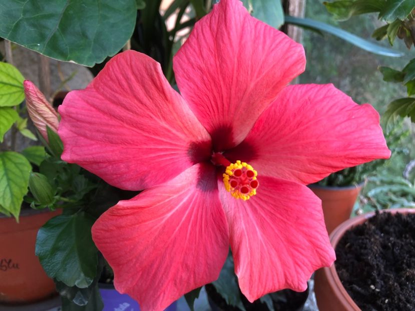  - Hibiscus 2020