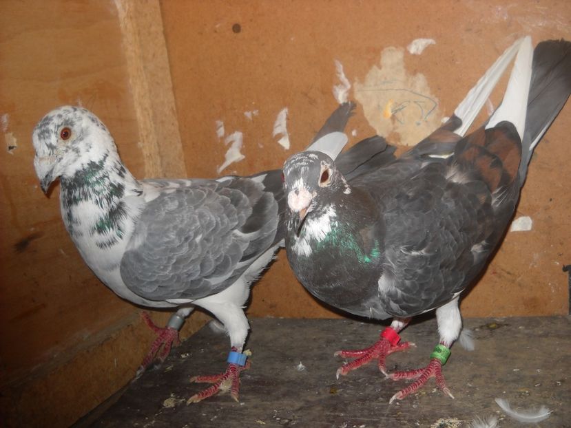  - UNDEVA IN SUCEAVA arhiva