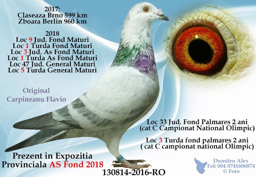 1597835321239_130814-2016-RO - Rezultate 2018