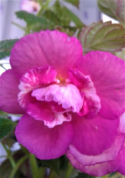  - Achimenes Nia 2020