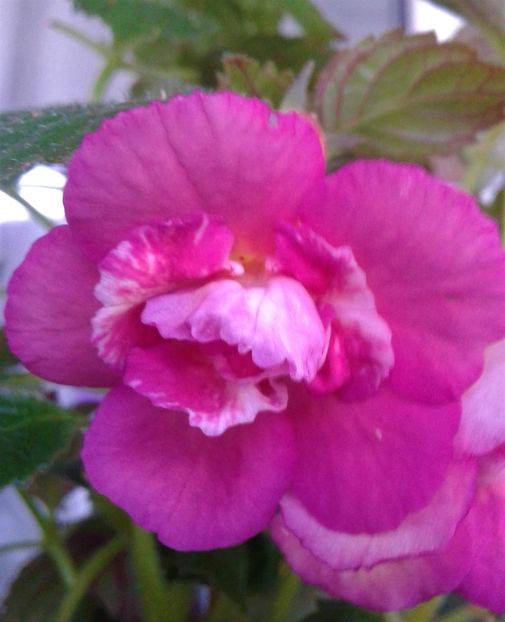  - Achimenes Nia 2020