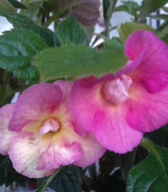  - Achimenes Nia 2020