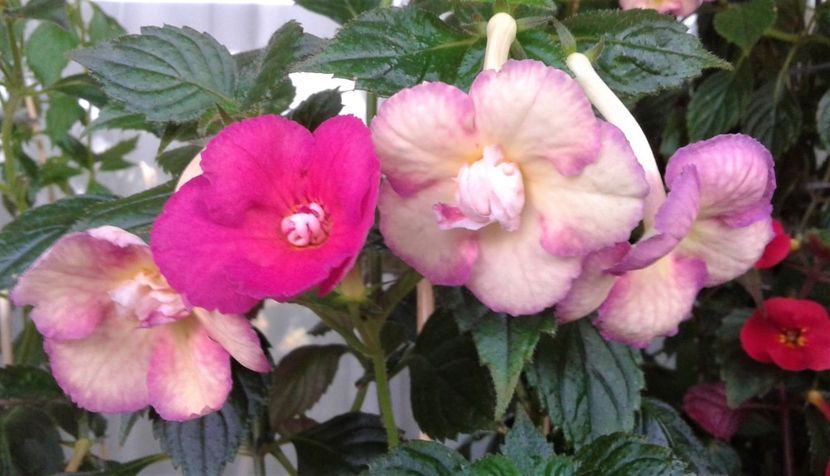  - Achimenes Nia 2020