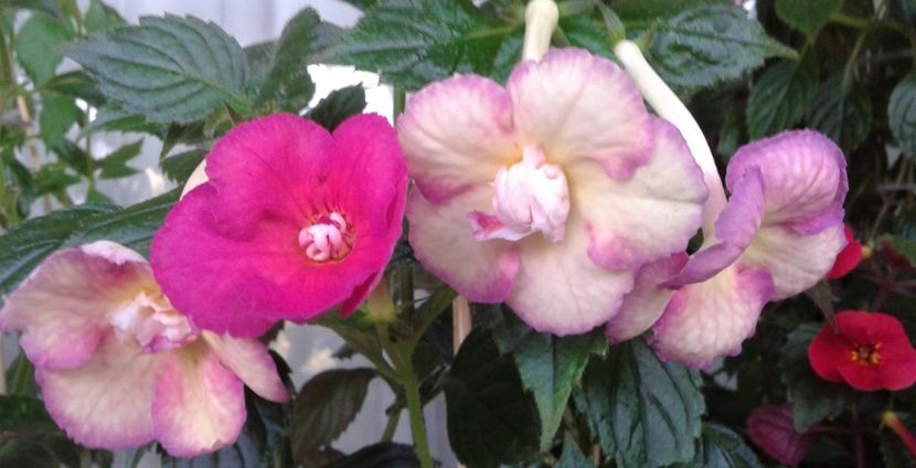  - Achimenes Nia 2020