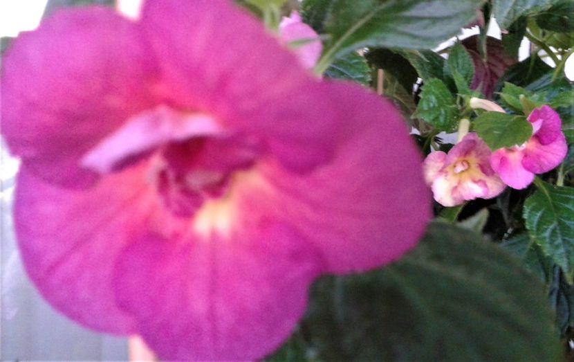  - Achimenes Nia 2020