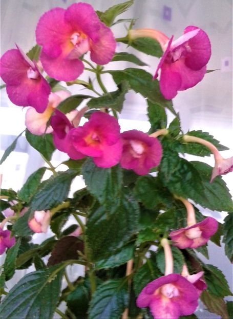  - Achimenes Nia 2020