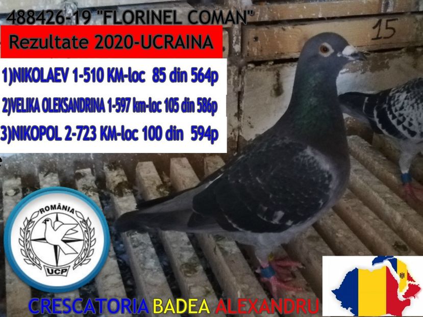 FLORINEL COMAN-488426-19 - 2020-PORUMBEI REPREZENTATIVI