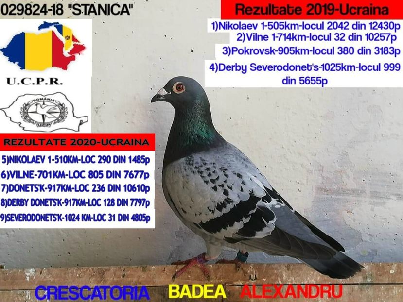 STANICA-029824-18 - 2020-PORUMBEI REPREZENTATIVI