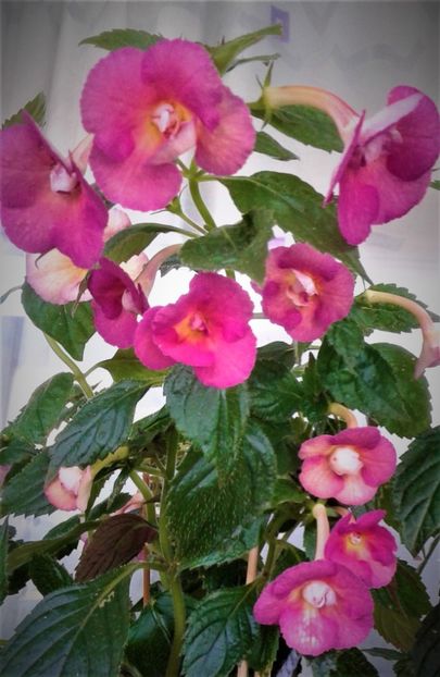  - Achimenes Nia 2020