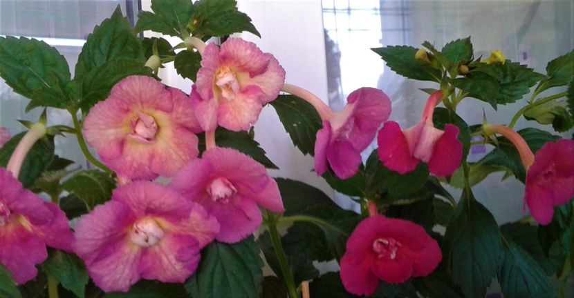  - Achimenes Nia 2020