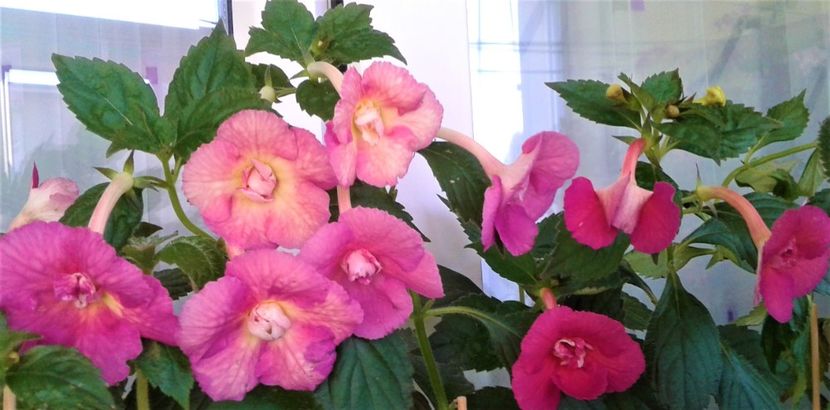  - Achimenes Nia 2020