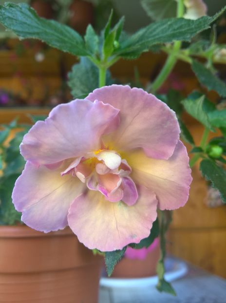  - Yellow English Rose