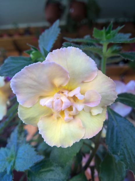  - Yellow English Rose