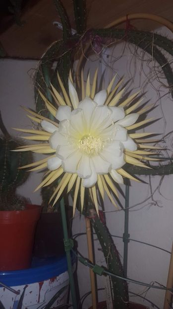 Selenicereus Grandiflorus - Cactus 2020