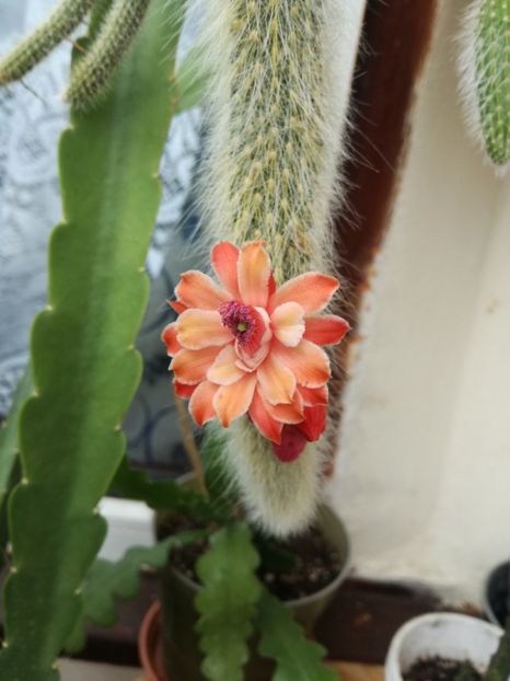 Celistocactus winteri hybrid - Cactus 2020