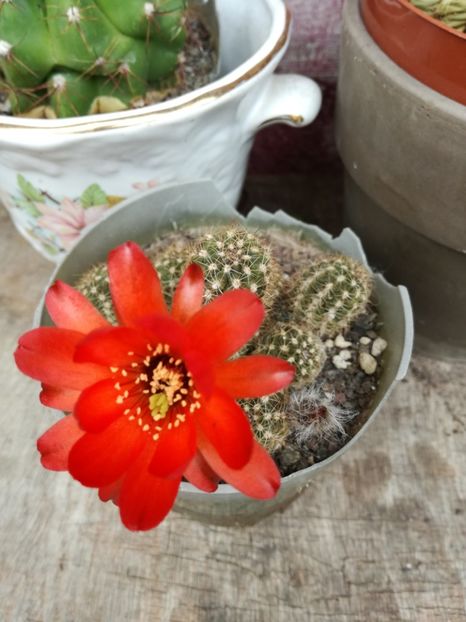 Chamaecereus hybrid - Cactus 2020