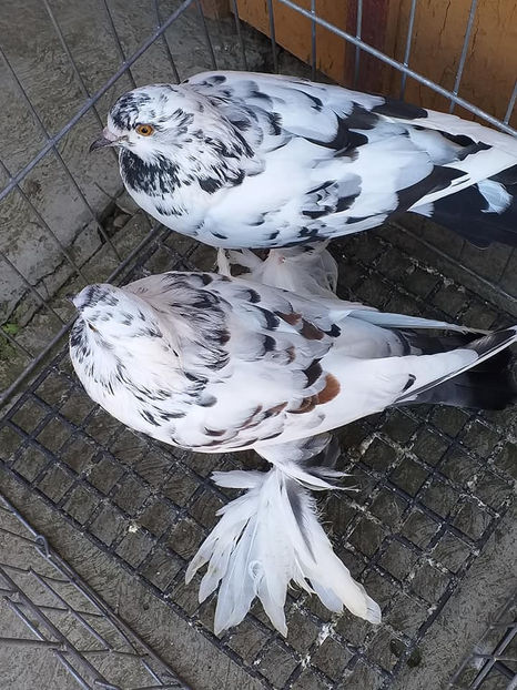 vânduti Paul(AB) - Porumbei VÂNDUȚI