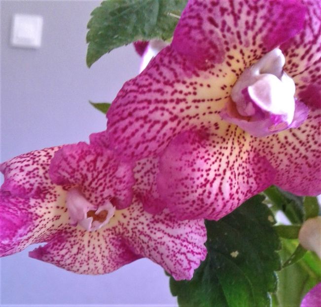  - 000012 ACHIMENES