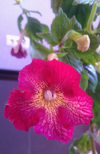  - 000012 ACHIMENES