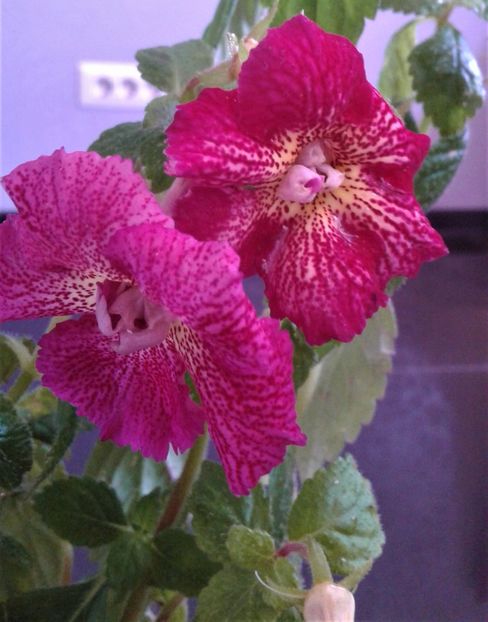  - colectia mea de achimenes 001 2020