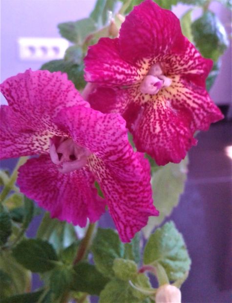  - colectia mea de achimenes 001 2020