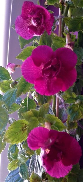  - 00017 ACHIMENES