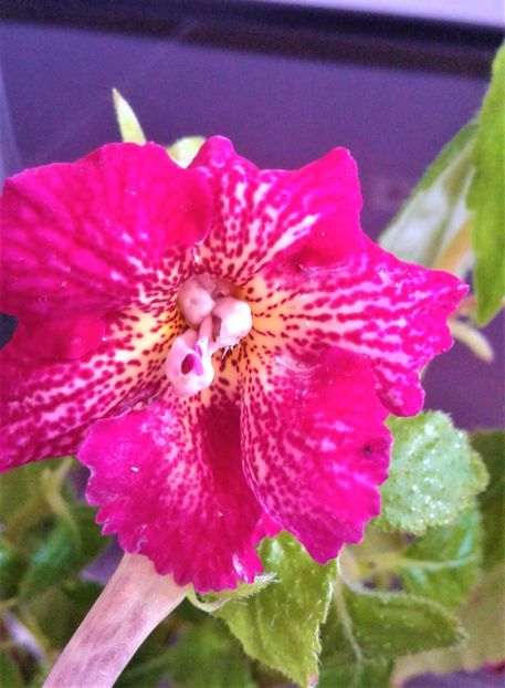  - 00017 ACHIMENES