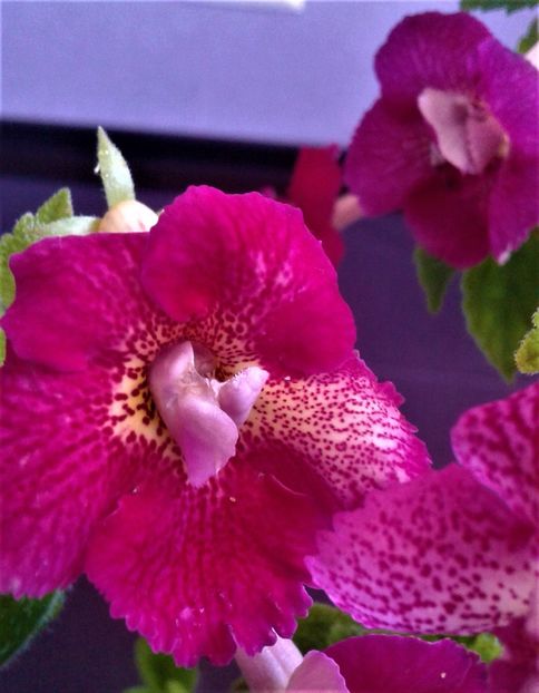  - 00017 ACHIMENES