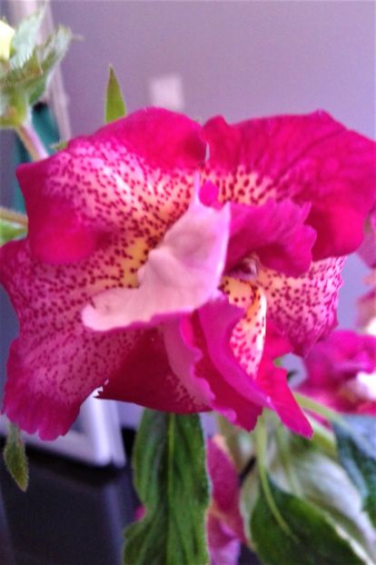  - 00017 ACHIMENES