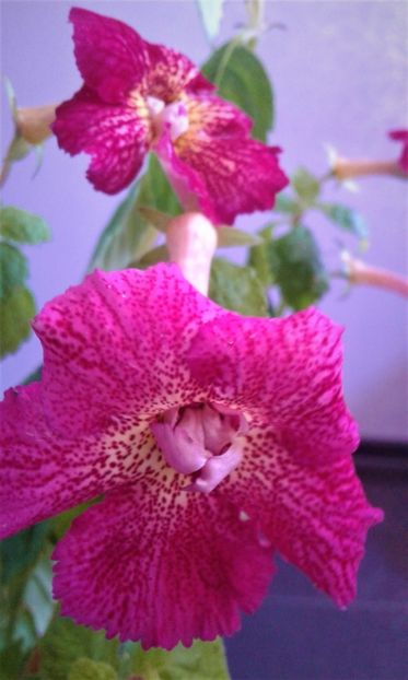  - 00017 ACHIMENES