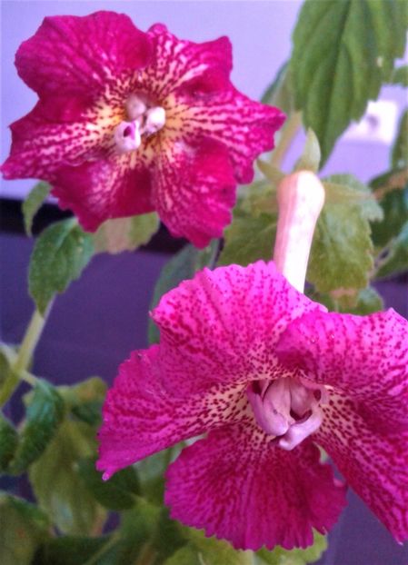  - 00017 ACHIMENES