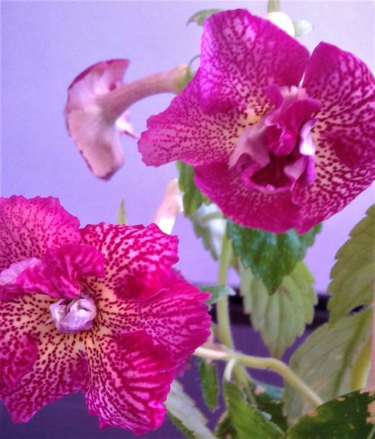  - 00017 ACHIMENES