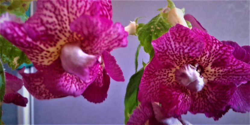  - 00017 ACHIMENES