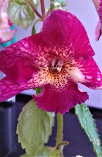  - 00017 ACHIMENES