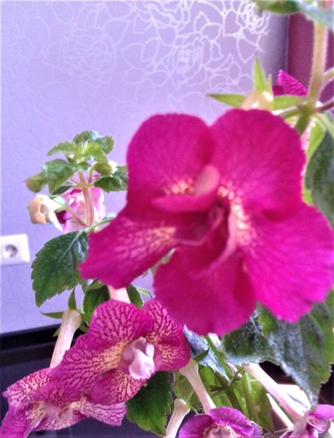  - achimenes 2020 infloriti astazi