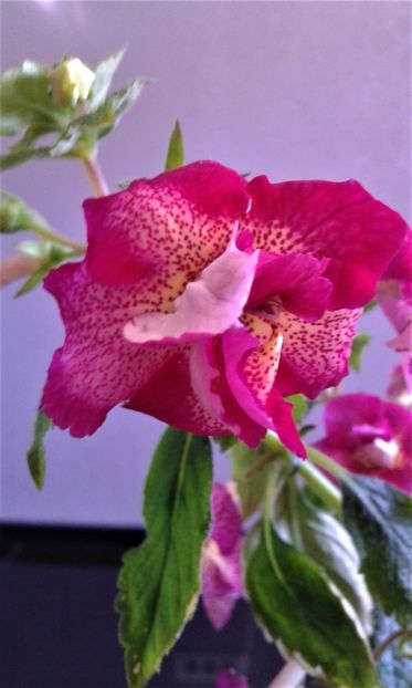  - achimenes 2020 infloriti astazi