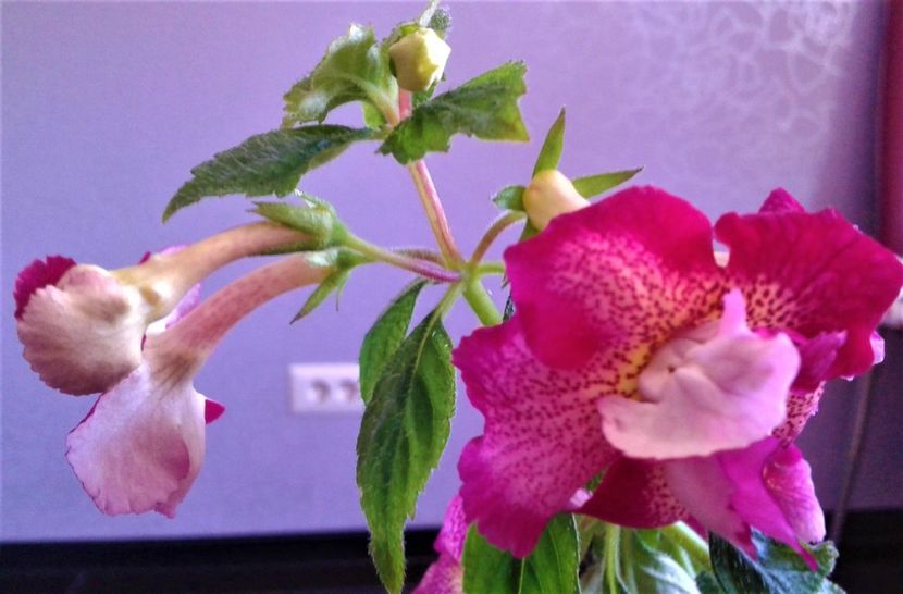  - achimenes 2020 infloriti astazi