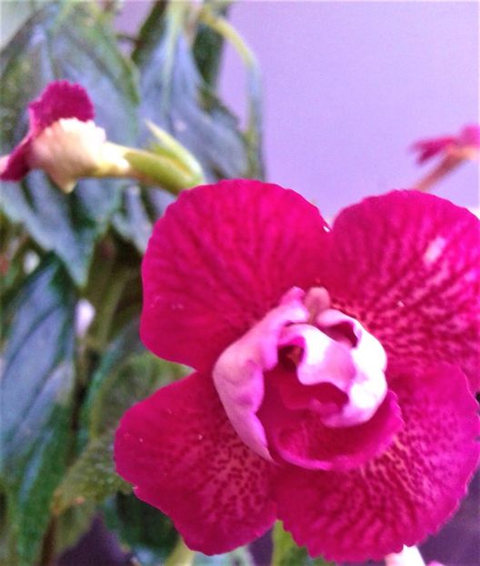  - achimenes 2020 infloriti astazi