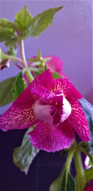  - achimenes 2020 infloriti astazi