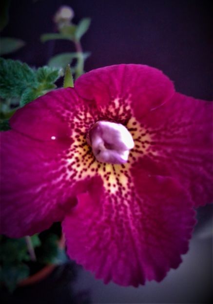  - achimenes 2020 infloriti astazi