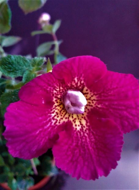  - achimenes 2020 infloriti astazi