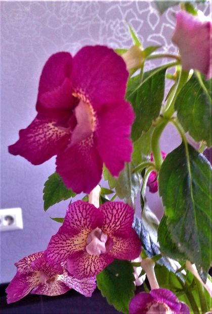  - achimenes 2020 infloriti astazi