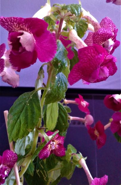  - achimenes 2020 infloriti astazi