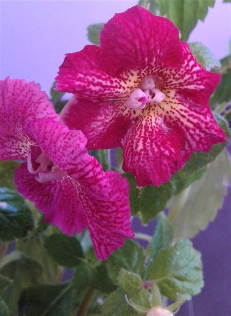  - achimenes 2020 infloriti astazi