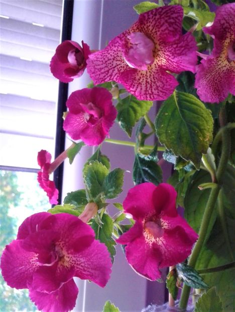  - achimenes 2020 infloriti astazi